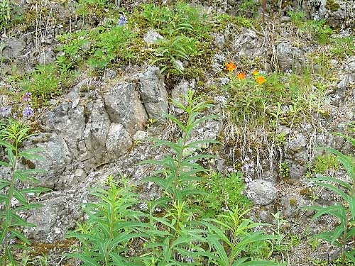 roadside rock outcrop, near Mt. Washington Pass, Mason County, Washington