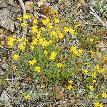 pretty yellow roadside flowers near Mt. Washington Pass, Mason County, Washington