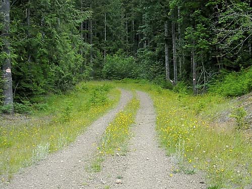 side road with verge habitat, clearcut below Mt. Washington Pass, Mason County, Washington