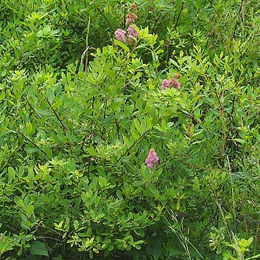 Spiraea densiflora in wetland near East Fork of Lilliwaup Creek, Mason County, Washington