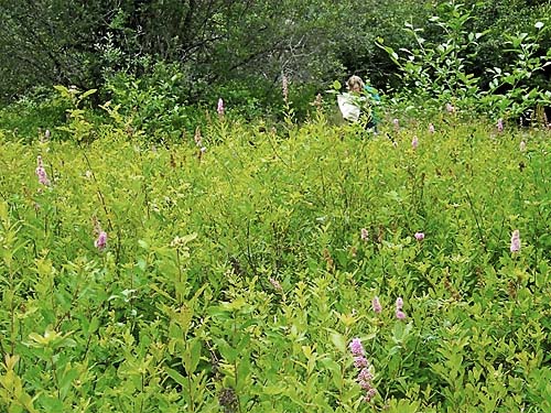Matisse Lorance half-hidden by Spiraea in wetland near East Fork of Lilliwaup Creek, Mason County, Washington