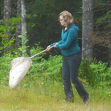 Matisse Lorance sweeping roadside verge, clearcut below Mt. Washington Pass, Mason County, Washington