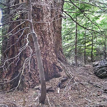 old growth hemlock trunk & litter near Mt. Washington Pass, Mason County, Washington