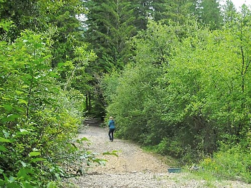 Matisse Lorance on decomissioned road through willow stand near East Fork of Lilliwaup Creek, Mason County, Washington