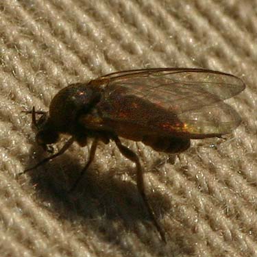 blackfly Simuliidae, meadow on Watson Lakes trail, Whatcom County, Washington