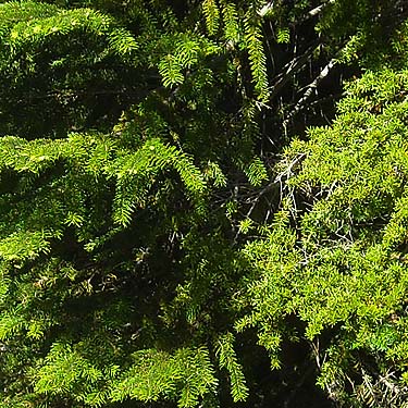 subalpine fir and mountain hemlock foliage, meadow on Watson Lakes trail, Whatcom County, Washington
