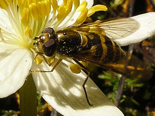 hoverfly on flower, meadow on Watson Lakes trail, Whatcom County, Washington