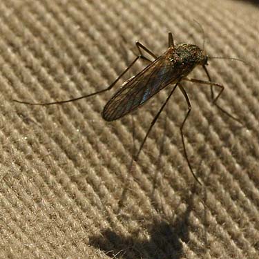mosquito, meadow on Watson Lakes trail, Whatcom County, Washington