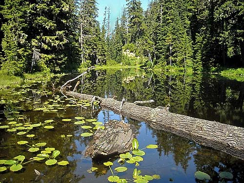 pond north of Lilypad Lake, Whatcom County, Washington