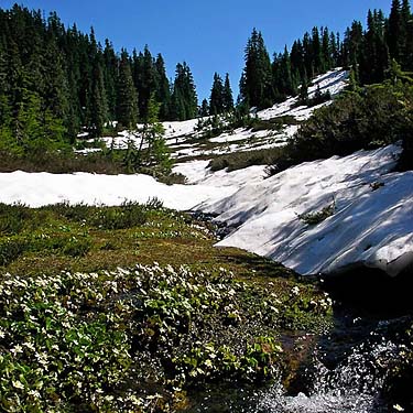 intermittent late August snow, meadow on Watson Lakes trail, Whatcom County, Washington
