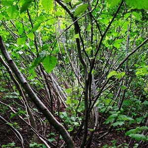 alder thicket by small stream on Whitepine Road, Chelan County, Washington