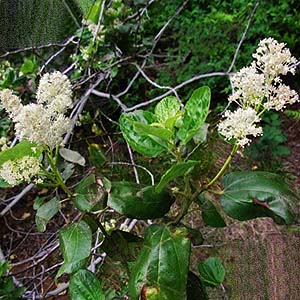 Ceanothus velutinus shrub near trailhead of Whitepine Trail, Chelan County, Washington
