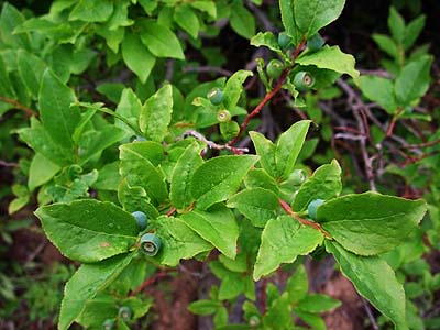 huckleberries, Vaccinium sp., near head of Whitepine Trail, Chelan County, Washington