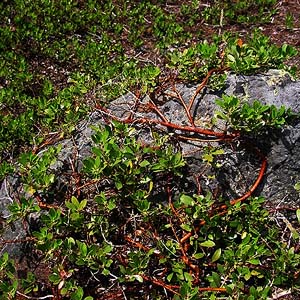 Arctostaphylos nevadensis, pinemat manzanita, near trailhead, Whitepine Trail, Chelan County, Washington