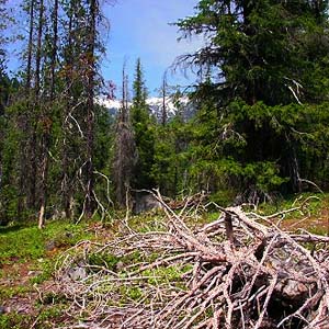open "barrens" habitat near head of Whitepine Trail, Chelan County, Washington