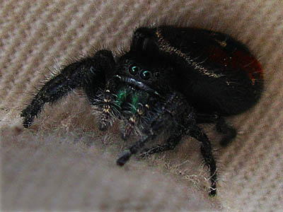 Phidippus johnsonii female jumping spider Salticidae at borrow pit on Whitepine Road, Chelan County, Washington
