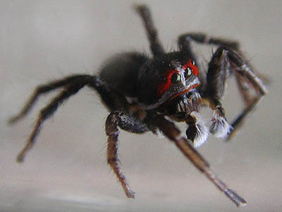 Habronattus sansoni male jumping spider Salticidae, borrow pit near Whitepine Road, Chelan County, Washington