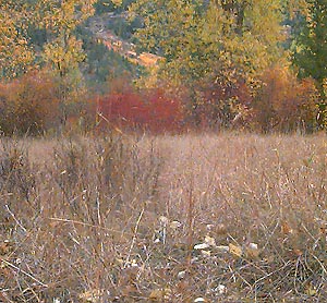 meadow near White River, Chelan County, Washington