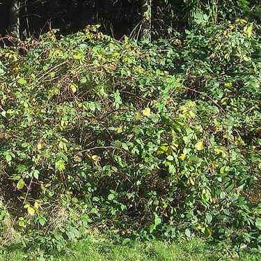 invasive blackberry along highway near Wilkeson Town Cemetery, Pierce County, Washington