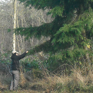 Joy Liu beating Douglas-fir foliage near Wilkeson Cemetery, Pierce County, Washington