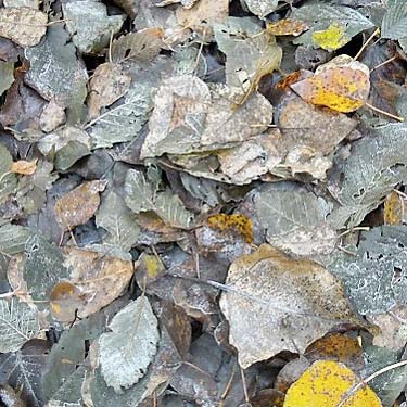 frosty cottonwood leaf litter, Wilkeson Creek County Park, Pierce County, Washington