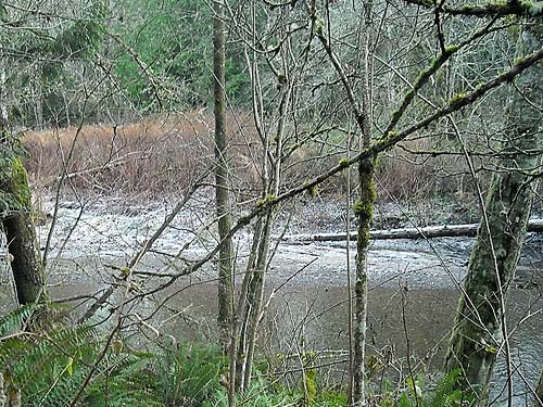 frost on other side of creek, Wilkeson Creek County Park, Pierce County, Washington