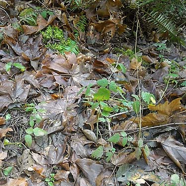 maple leaf litter, Wilkeson Creek County Park, Pierce County, Washington
