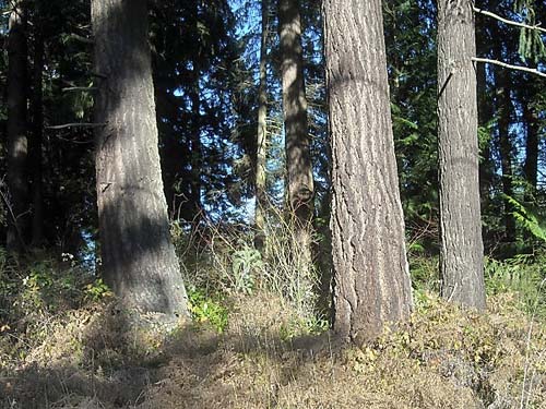 mature western hemlock forest by Wilkeson Cemetery, Pierce County, Washington