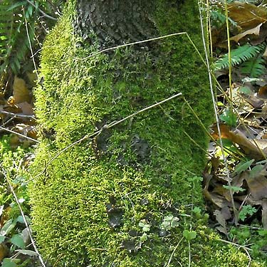 tree moss, Wilkeson Creek County Park, Pierce County, Washington