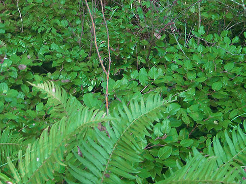 salal forest understory Gaultheria shallon by Wilkeson Cemetery, Pierce County, Washington