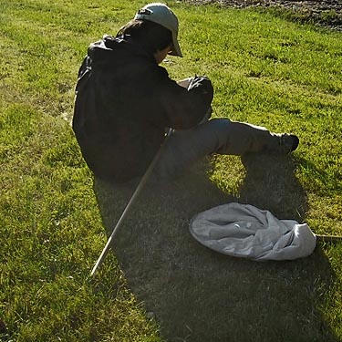 Joy Liu sorting spider catch from tree beat near Wilkeson Town Cemetery, Pierce County, Washington