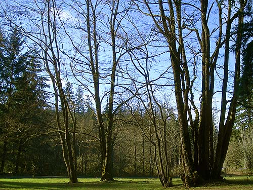 winter trees at Wilkeson Town Cemetery, Pierce County, Washington