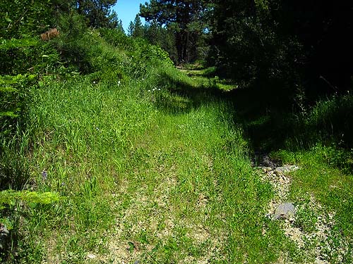 grassy glade in pine-fir forest, West Winton siding area, Chelan County, Washington