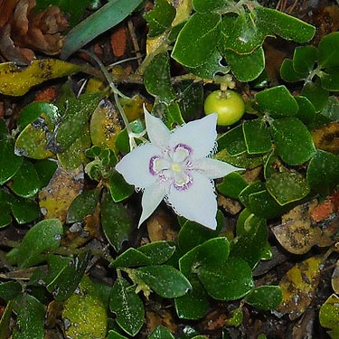 mariposa lily Calochortus lyallii, West Winton siding area, Chelan County, Washington