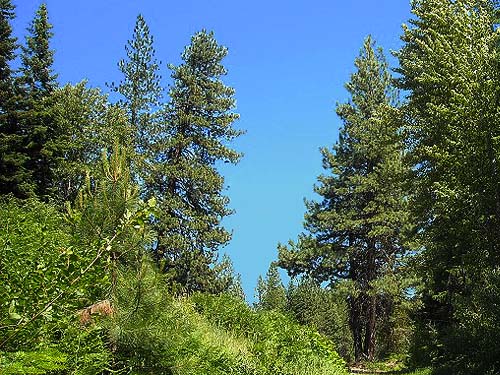 fir, pine and cottonwood trees, West Winton siding area, Chelan County, Washington