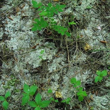 vine maple litter Acer circinatum, Winton area, Chelan County, Washington
