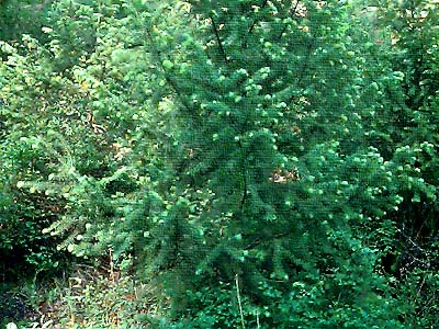 fir foliage, Wolfe Camp Road, Curlew Lake, Ferry County Washington