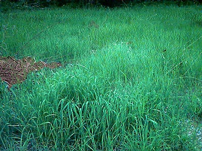 grassy field habitat, Wolfe Camp Road, Curlew Lake, Ferry County Washington
