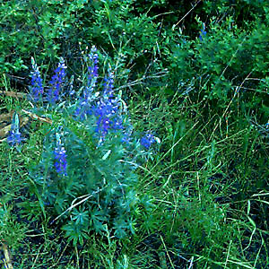 lupine Lupinus, Wolfe Camp Road, Curlew Lake, Ferry County Washington