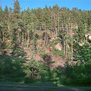 open seral forest, Wolfe Camp Road, Curlew Lake, Ferry County Washington