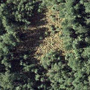 meadow near White River NW of Buckley, Pierce County, Washington (US Geological Survey aerial photo, 2002)