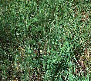grass in meadow near White River NW of Buckley, Pierce County, Washington