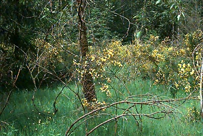 grassy meadow with Scots broom Cystius scoparius near White River NW of Buckley, Pierce County, Washington