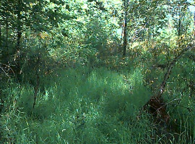grassy forest understory near White River NW of Buckley, Pierce County, Washington