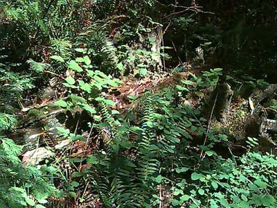 forest understory near White River NW of Buckley, Pierce County, Washington
