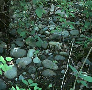 old river cobbles in forest near White River NW of Buckley, Pierce County, Washington