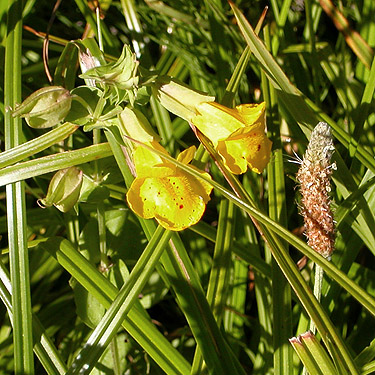 yellow monkeyflower Mimulus guttatus, Four Way Meadow, Little Naches River, Kittitas County, Washington