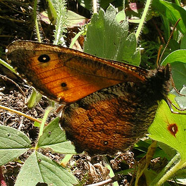 butterfly Oeneis nevadensis at bridge near Four Way Meadow, Little Naches River, Kittitas County, Washington