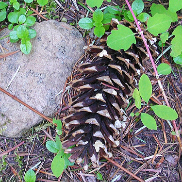 one solitary white pine cone near bridge, Four Way Meadow, Little Naches River, Kittitas County, Washington