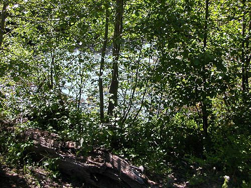 river seen through alders, Four Way Meadow, Little Naches River, Kittitas County, Washington